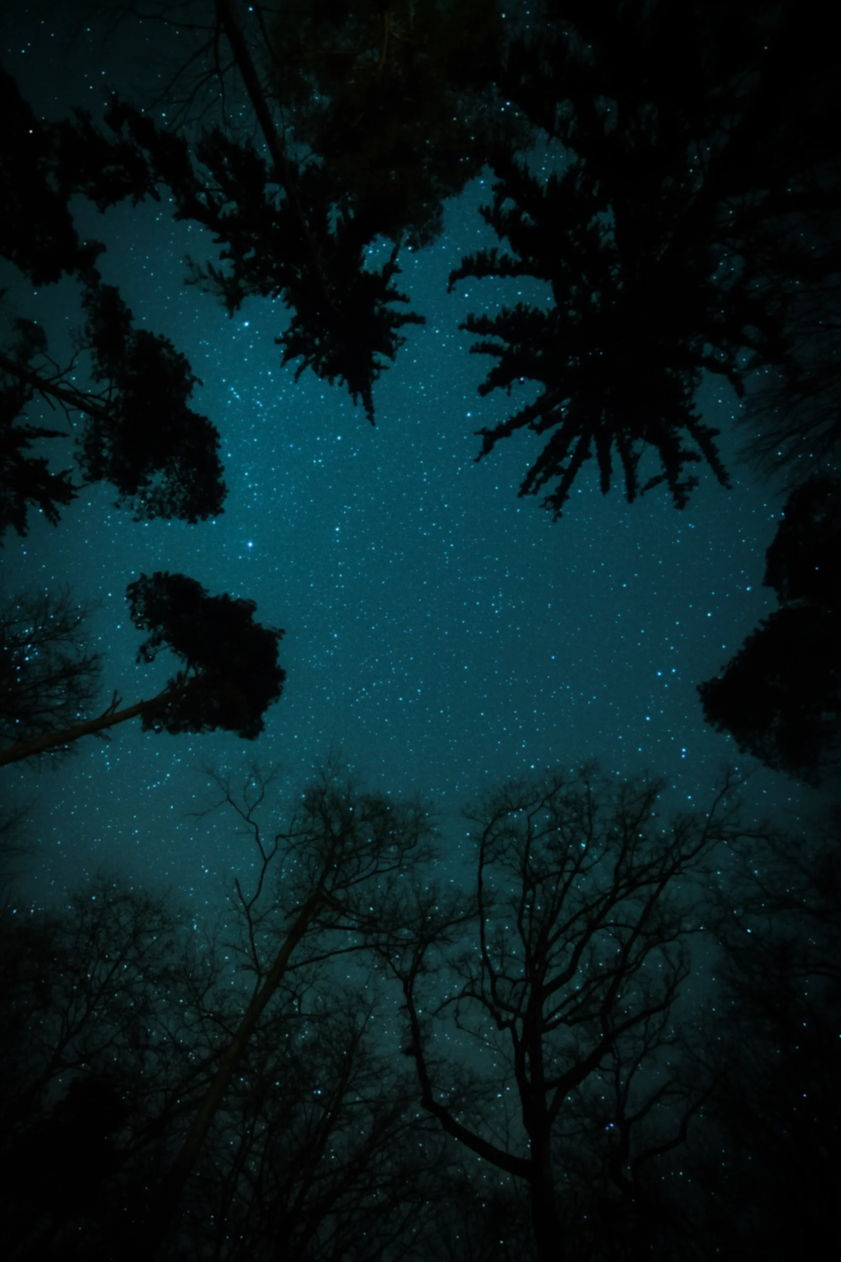 Low-Light and Night Photography: Phones That Perform Best After Dark